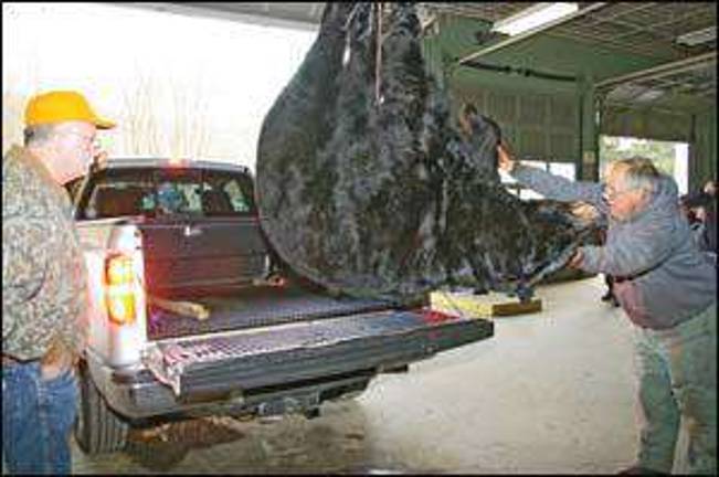 Record bear taken in Jefferson