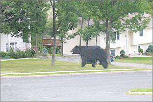 Black bears are starting to emerge from hibernation