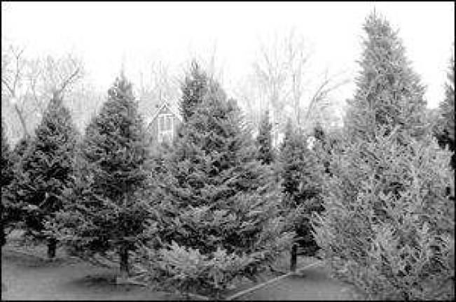 Stop and smell the holiday this year with the fragrance of a real tree