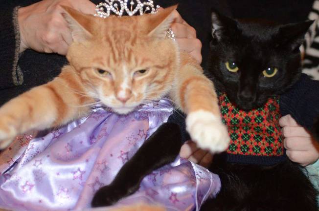 Submitted by Bruce Lemler of Sparta, N.J. "Pussycat Prom. Sunburst and G-Paws glam it up for a purrrr-fect prom night."