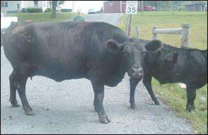 Why'd the cattle cross the road?