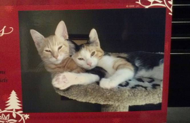 Submitted by: Anita Warren-Hampson of Sparta, N.J. "Happy Holidays from Brandie and Jack Daniels."