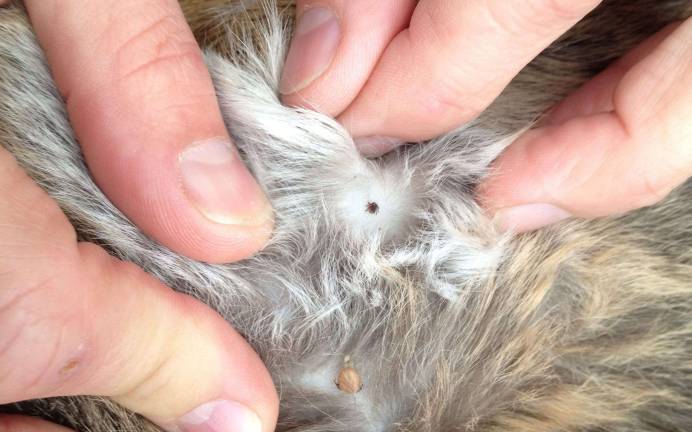 Health Dept.: Beware of ticks