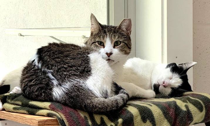 Meet Silas and TomTom