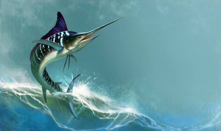 Marlins are from a family of Istiophoridse that includes about ten species. The fish has an elongated body, a spear-like the snout or bill of a swordfish, and a long, rigid bill and a dorsal fin that extends to form a crest. Realistic isolated illustration via Bigstock images.