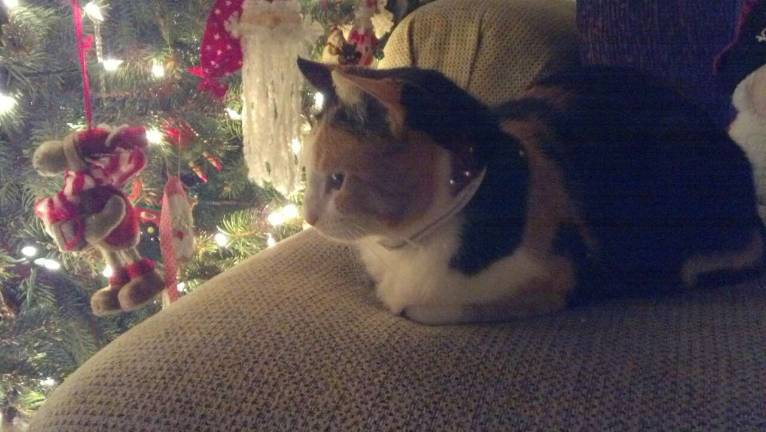 Submitted by: Anita Warren-Hampson of Sparta, N.J. "Brandie enjoys her daily rounds of standing guard and watching over the ornaments on our holiday Christmas tree!"