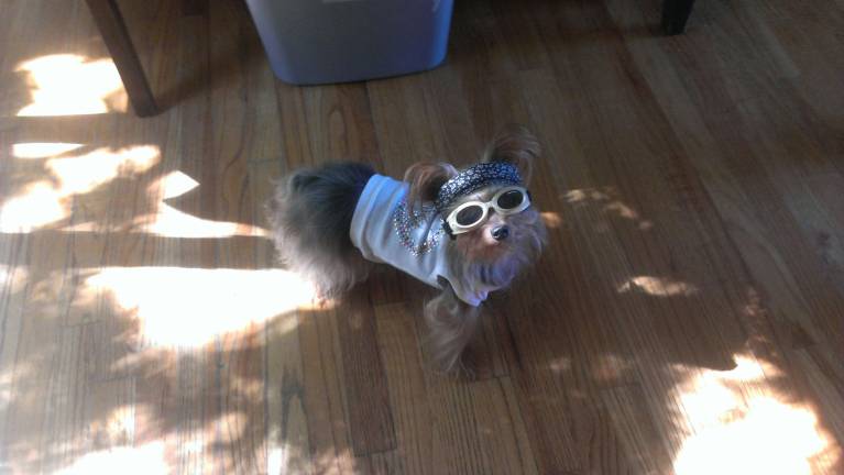 Submitted by Lisandra Arlequin of Chester, N.Y. "Jules getting ready to go out to the dog park."