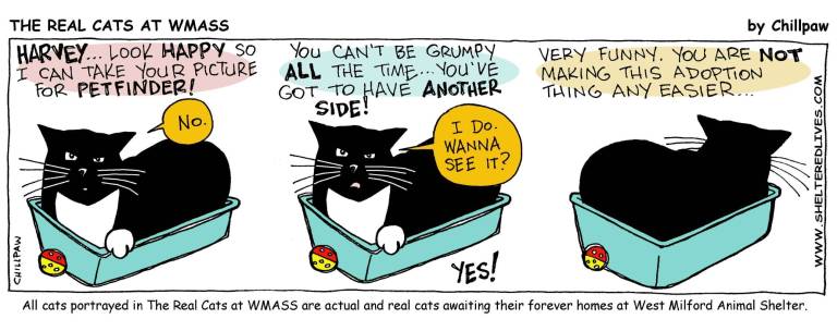 The Real Cats of West Milford