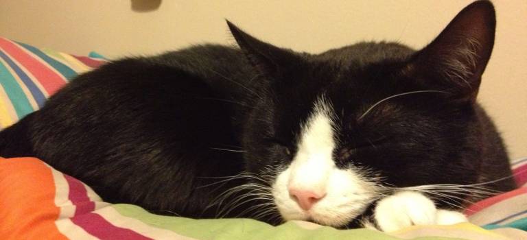 Wake up little Brucey. It's time to get your rabies vaccine at the free township clinic, on Saturday, April 26.