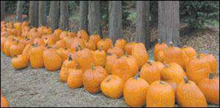 These pumpkins are all lined up awaiting their chance to become a jack-o-lantern