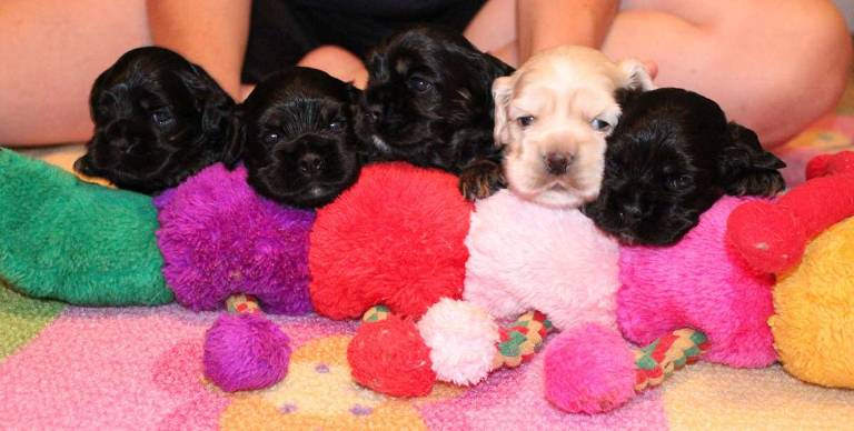 Isabelle’s puppies, Harry, Madeline, Hannah, John (the blond) and Wyatt, pose for the cameras.