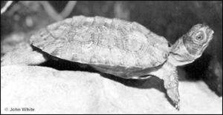 Crystal Springs Resort aids the bog turtle