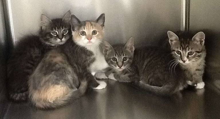Diego is a handsome and outgoing kitten available at the West Milford Animal Shelter.