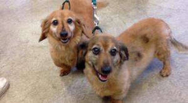 Max and Henry are brothers who would make a great couple of pets for a lucky family.