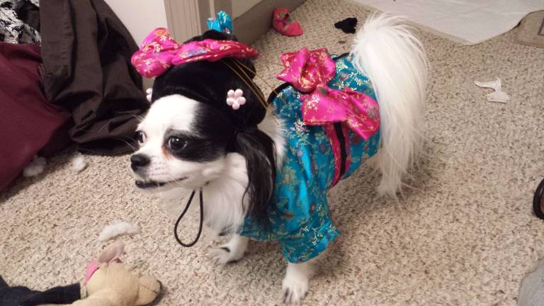 Submitted by Rebecca Rivera of Chester, N.Y. "Geisha Doll. Frufe, four year old Japanese Chin mix. She's trying on her halloween costume for Chester Annual Halloween parade 2013. She loves playing dress up with her momma."