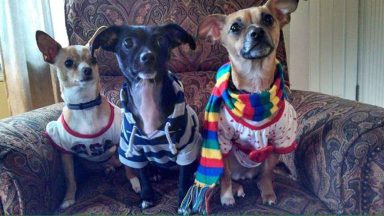 Submitted by Jennifer Benson of Highland Lakes, N.J. Peanut, Trixie and Maggie posing for a picture.