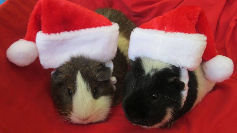 Submitted by: Bonnie Sue Bastin of Newton, N.J. "Snickers and Oreo. Classroom Guinea Pigs."