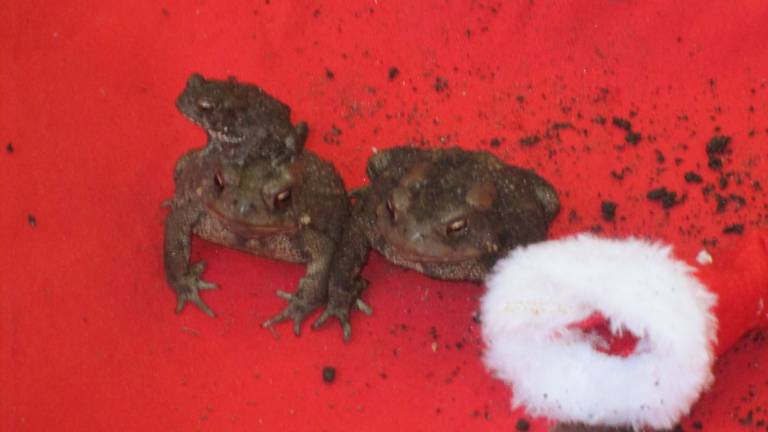 Submitted by: Bonnie Sue Bastin of Newton, N.J. "Three Christmas Toads."