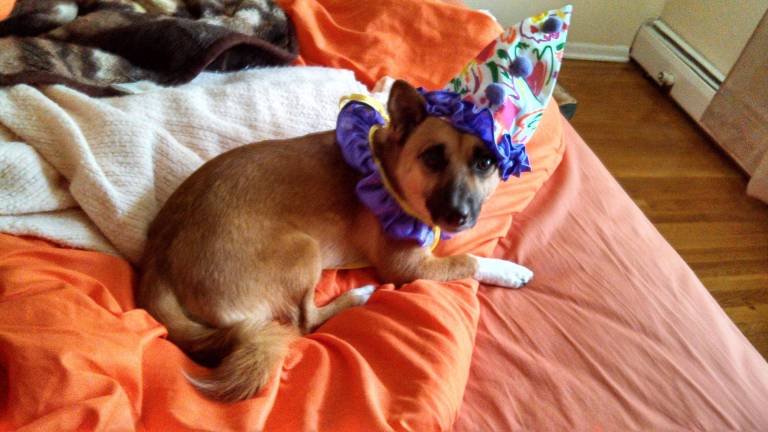 Submitted by Jasmine Francisco of Parsippany, N.J. "This should be a kid's show- Silly time with Optimus Prime, cutest clown out there! Transforms from clown, to adorable pup, to complete menace! No batteries necessary!"