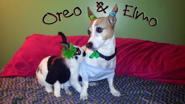Submitted by Rosemaria Gebbia of Milford, Pa. "My daughter Rosie wanted to take this dress-up one step further by applying make-up onto our pets. Oreo &amp; Elmo discussed it, as seen in photo, then decided against it. Smart pets."