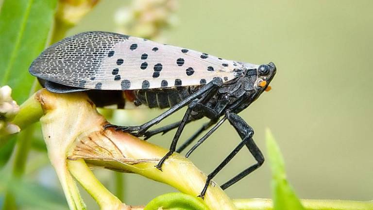 Spotted lanternfly