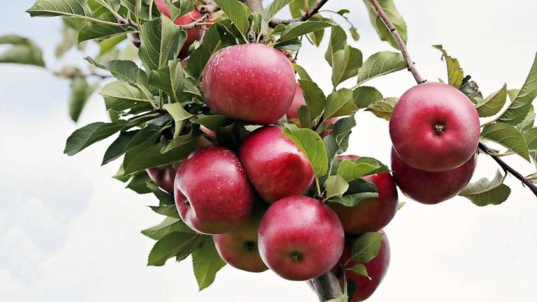 West Milford PD warn of apple season traffic