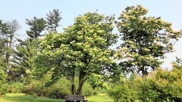 A China Snow lilac at the New Jersey State Botanical Garden in Ringwood. (Photos provided)