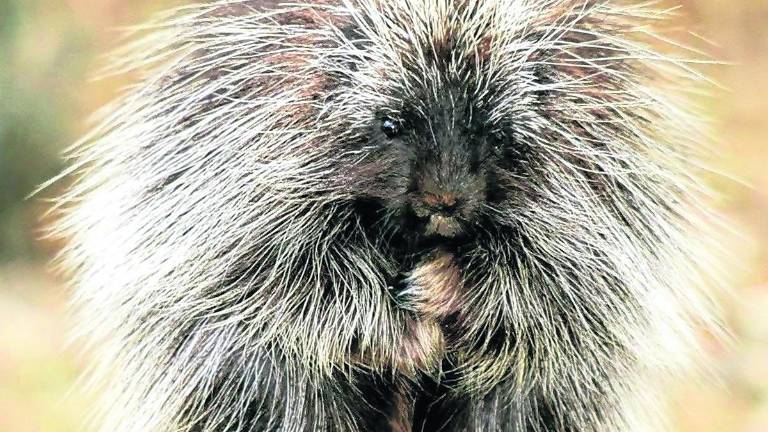 Wildlife rehabilitator to discuss spring pet safety