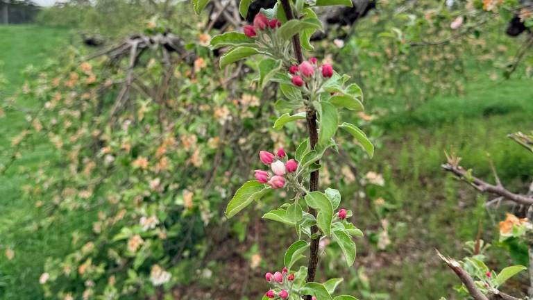 Withering apple buds from the fields at Apple Dave's in Warwick. Provided photo.